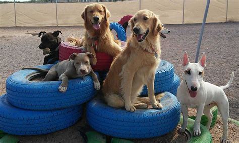 Las Cruces Dog Day Care Services Las Cruces Dog Day Care Services