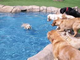 Miami Beach Dog Day Care Miami Beach Dog Day Care