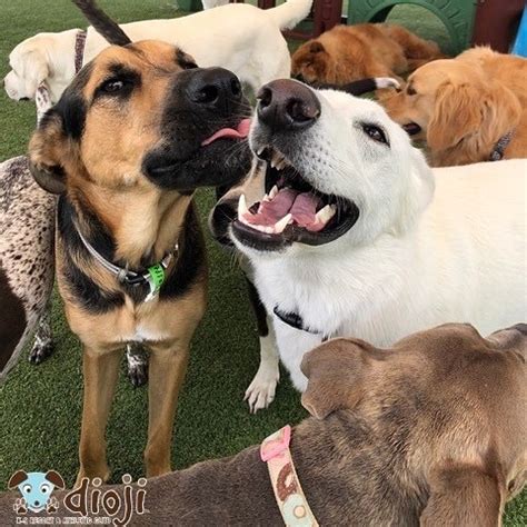 Oxnard Dog Day Care Services