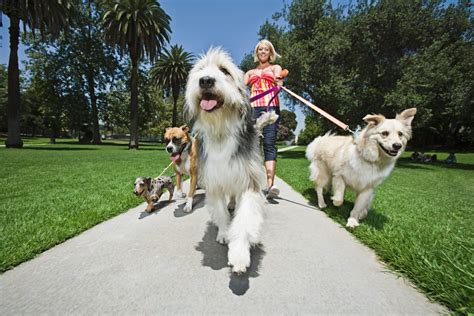 Pagosa Springs Dog Day Care Pagosa Springs Dog Day Care