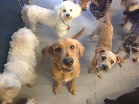 San Jose Dog Day Care Services San Jose Dog Day Care Services