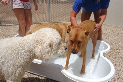 Sarasota Dog Day Care Services Sarasota Dog Day Care Services