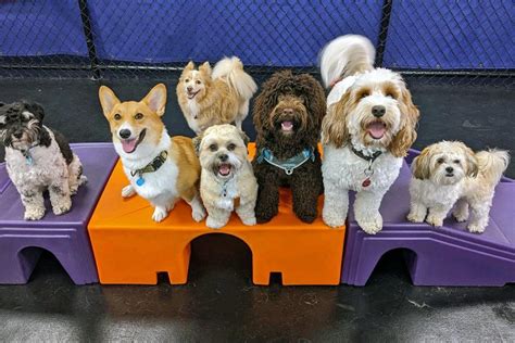 Seattle Dog Day Care Options