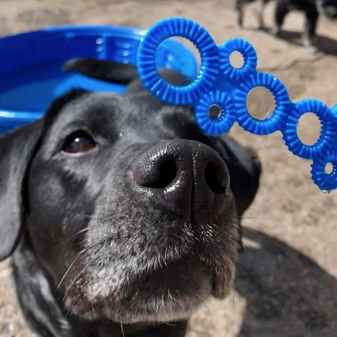 Dog Day Care Services In Edmonton Ab Maples Dog House Dog Day Care Services In Edmonton Ab Maples Dog House