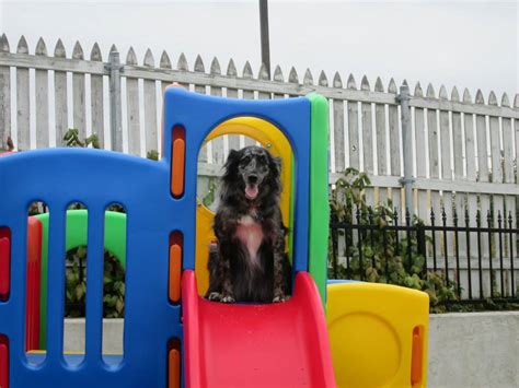 Tulsa Dog Day Care Services Tulsa Dog Day Care Services