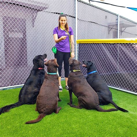 Wauwatosa WI Dog Day Care Services Wauwatosa WI Dog Day Care Services