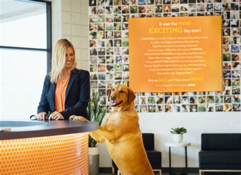 Dog Daycare Boarding Spa Dogtopia Orland Park Dog Daycare Boarding Spa Dogtopia Orland Park
