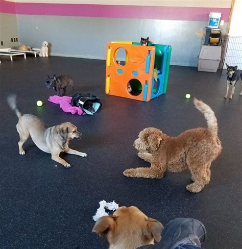 Dog Daycare Boarding University Ave St Paul Dog Days 651 291 2667 Dog Daycare Boarding University Ave St Paul Dog Days 651 291 2667