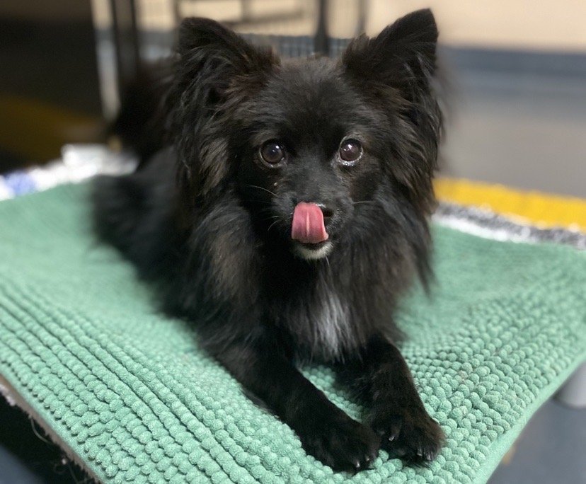 Dog Daycare Boarding Vandalia St St Paul Dog Days 651 642 9663 Dog Daycare Boarding Vandalia St St Paul Dog Days 651 642 9663