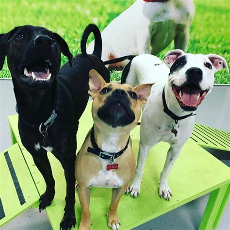 Dog Daycare Prices Sydney Doggy Daycare Service In Sydney Dog Daycare Prices Sydney Doggy Daycare Service In Sydney