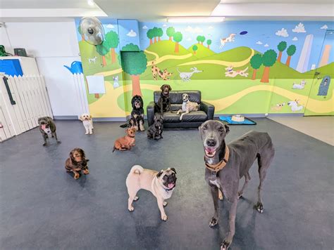 Dog Daycare Dog Daycare