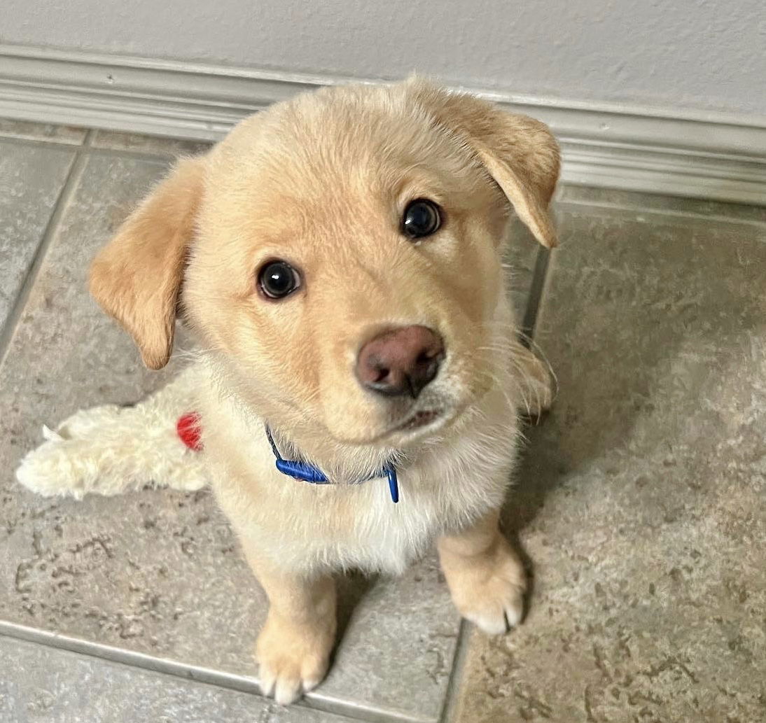 Dog For Adoption Kya A Labrador Retriever In San Jacinto Ca Alpha Paw Dog For Adoption Kya A Labrador Retriever In San Jacinto Ca Alpha Paw