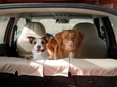 Dog Friendly Cars