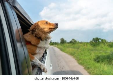 Dog Hanging Out Of Car Window Stock Photos Pictures Royalty Free Dog Hanging Out Of Car Window Stock Photos Pictures Royalty Free