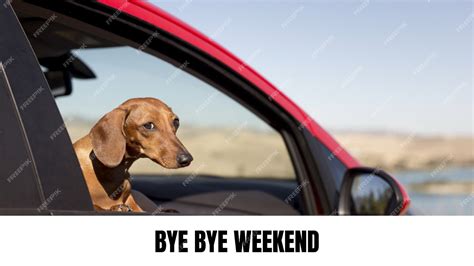 5 Dog Car Meme Tips