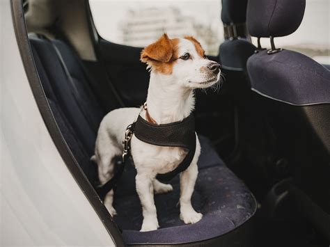 5 Tips Dog Car Safety 5 Tips Dog Car Safety