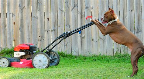 5 Tips Dog Lawn Care