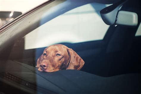 Dog Left in Car Safety Risks