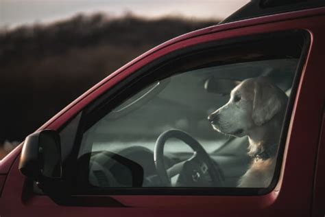 Dog Panting in Car Rides Dog Panting in Car Rides