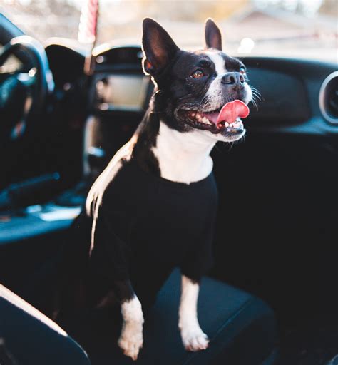 5 Tips Calm Dog Panting