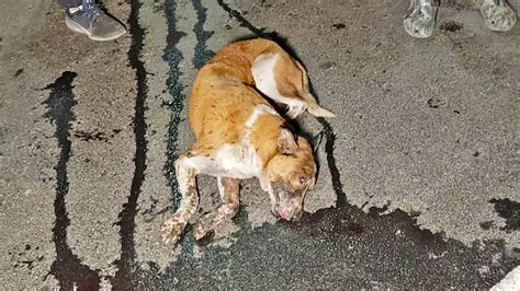 Dog Hit by Car Accident Help Dog Hit by Car Accident Help