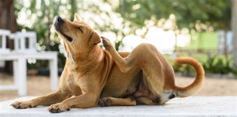 Dog Skin Conditions Clireon Wound And Skin Care Dog Skin Conditions Clireon Wound And Skin Care