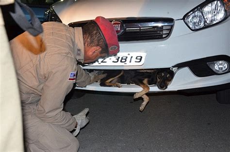 Dog Survives After Being Run Over By Car And Carried 55 Miles Daily