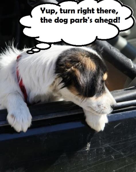 5 Ways To Stop Dog Whining