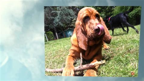 Doggie Day Care Portland Call 503 515 9708 Run Daycamp For Dogs Is Doggie Day Care Portland Call 503 515 9708 Run Daycamp For Dogs Is
