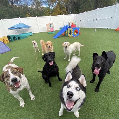 Doggie Daycare Services For Dogs Near Saratoga Springs Wilton Clifton Doggie Daycare Services For Dogs Near Saratoga Springs Wilton Clifton