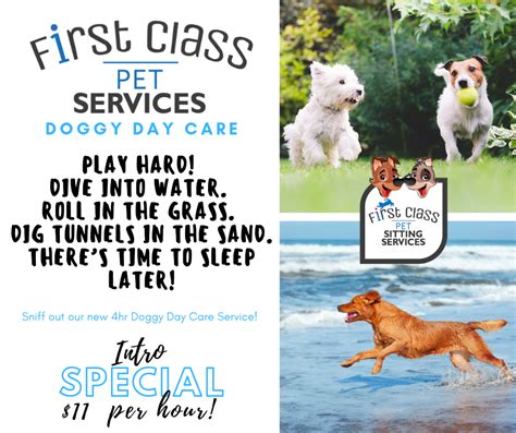 Doggy Day Care Adventures First Class Pet Sitting Services Doggy Day Care Adventures First Class Pet Sitting Services