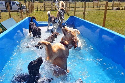 Doggy Day Care East Sheen Sw14 Acres 4 Dogs Doggy Daycare For South Doggy Day Care East Sheen Sw14 Acres 4 Dogs Doggy Daycare For South
