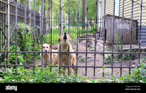 Dogs Guard The House Pets Dogs And Fence Stock Photo Alamy Dogs Guard The House Pets Dogs And Fence Stock Photo Alamy