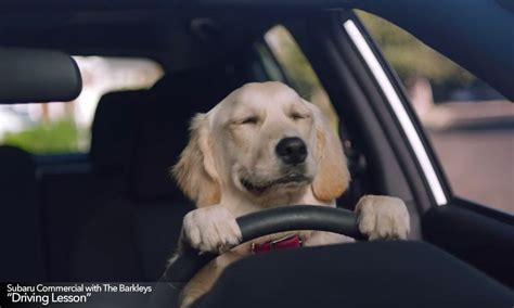 5 Funniest Dogs