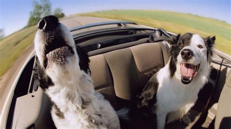 Dogs in Convertible Cars Joyride