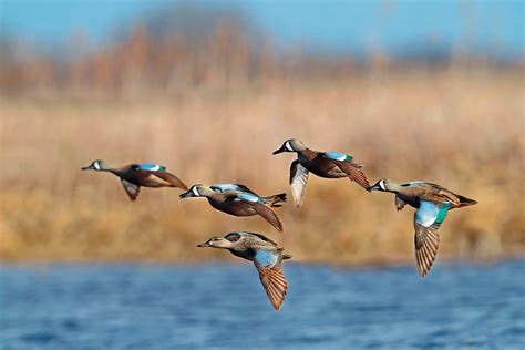 Early Teal