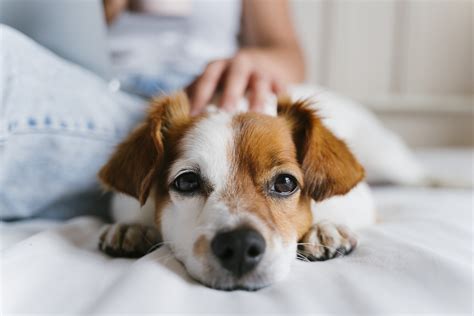 Easy Dogs to Care For