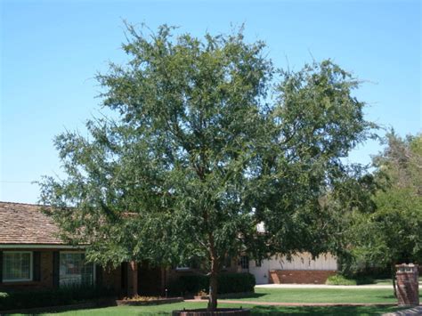 Elm Tree Arizona