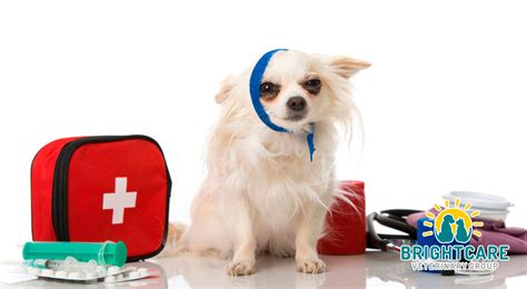 Emergency Vet In Mission Viejo Veterinary Emergency Hospital Emergency Vet In Mission Viejo Veterinary Emergency Hospital