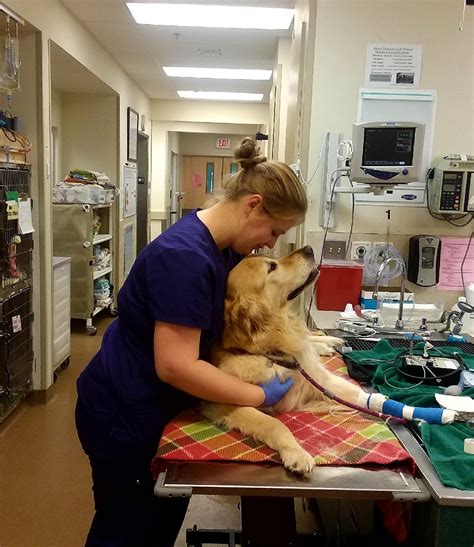 Emergency Veterinary Care Critical Care Services Emergency Veterinary Care Critical Care Services