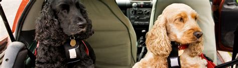 Enterprise Car Rental Pet Policy Guide Enterprise Car Rental Pet Policy Guide