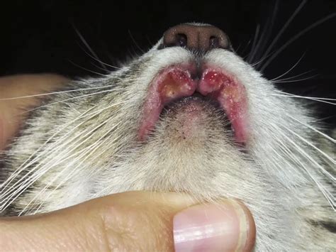 Eosinophilic Granuloma Complex In Cats