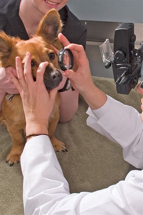 Pasadena Animal Eye Care Services