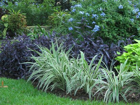 Flax Lily Landscaping