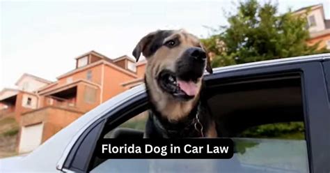 Florida Dog In Car Law Know The Regulations Psycho Autos Florida Dog In Car Law Know The Regulations Psycho Autos