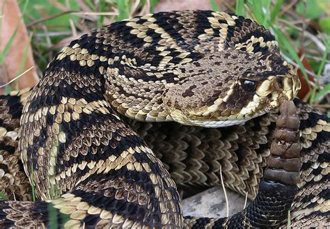 Florida Rattlesnake Species Florida Rattlesnake Species