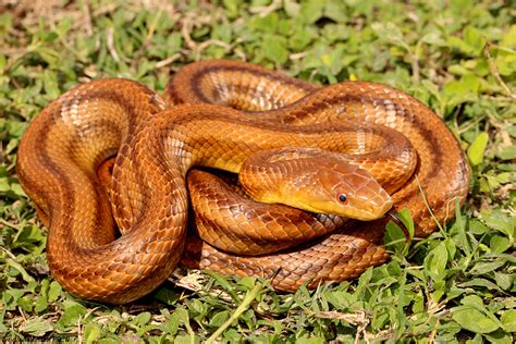 Florida Snake Id Guide Florida Museum Of Natural History Florida Snake Id Guide Florida Museum Of Natural History