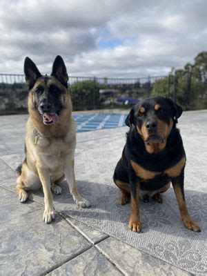 5 Fon Jon Pet Care Reviews