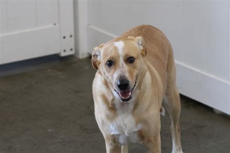 Gallery June 2023 Arbor Dog Daycare