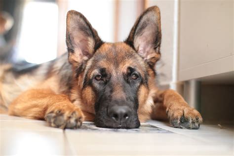 5 Common German Shepherd Health Issues
